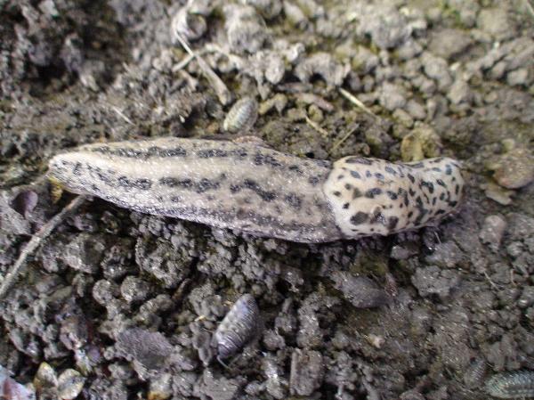 Photo of Limax maximus by Les Leighton